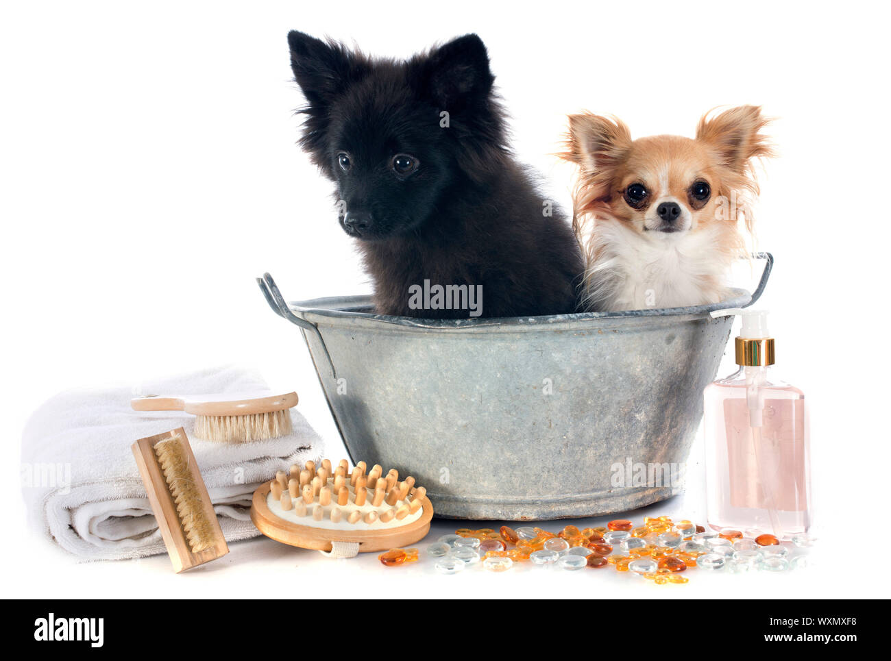 zwei Hunde in einer Badewanne vor weißem Hintergrund Stockfoto