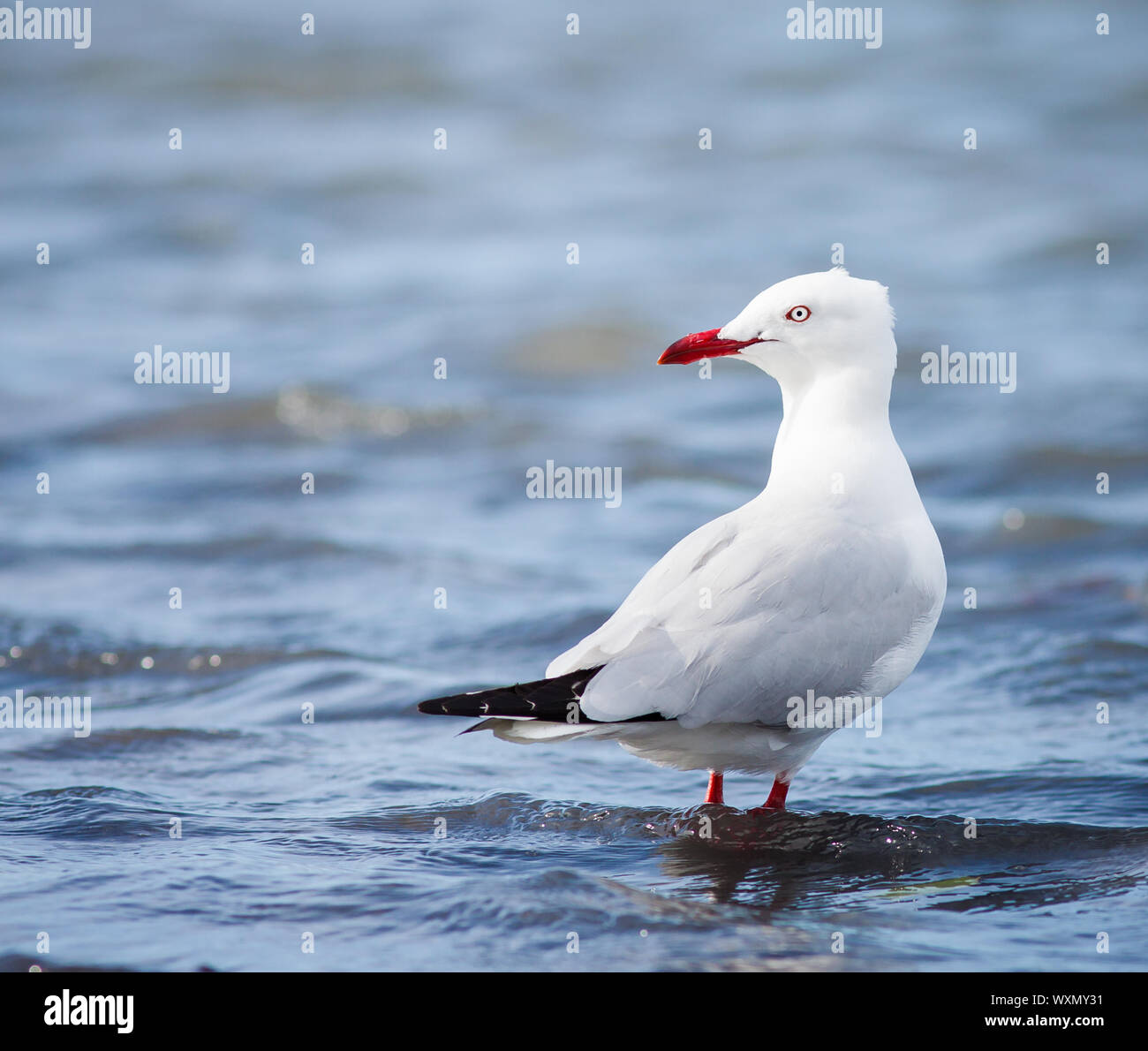 Eine silberne Möwe (Larus novaehollandiae) stehen im flachen Wasser, Queensland, Australien Stockfoto