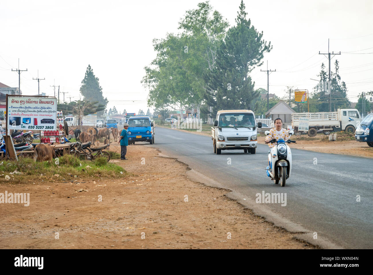 Paksong, Laos - Feb 2016: Lokale Verkehr und Kühe auf Hauptstraße Paskong, Laos Landschaft Stockfoto