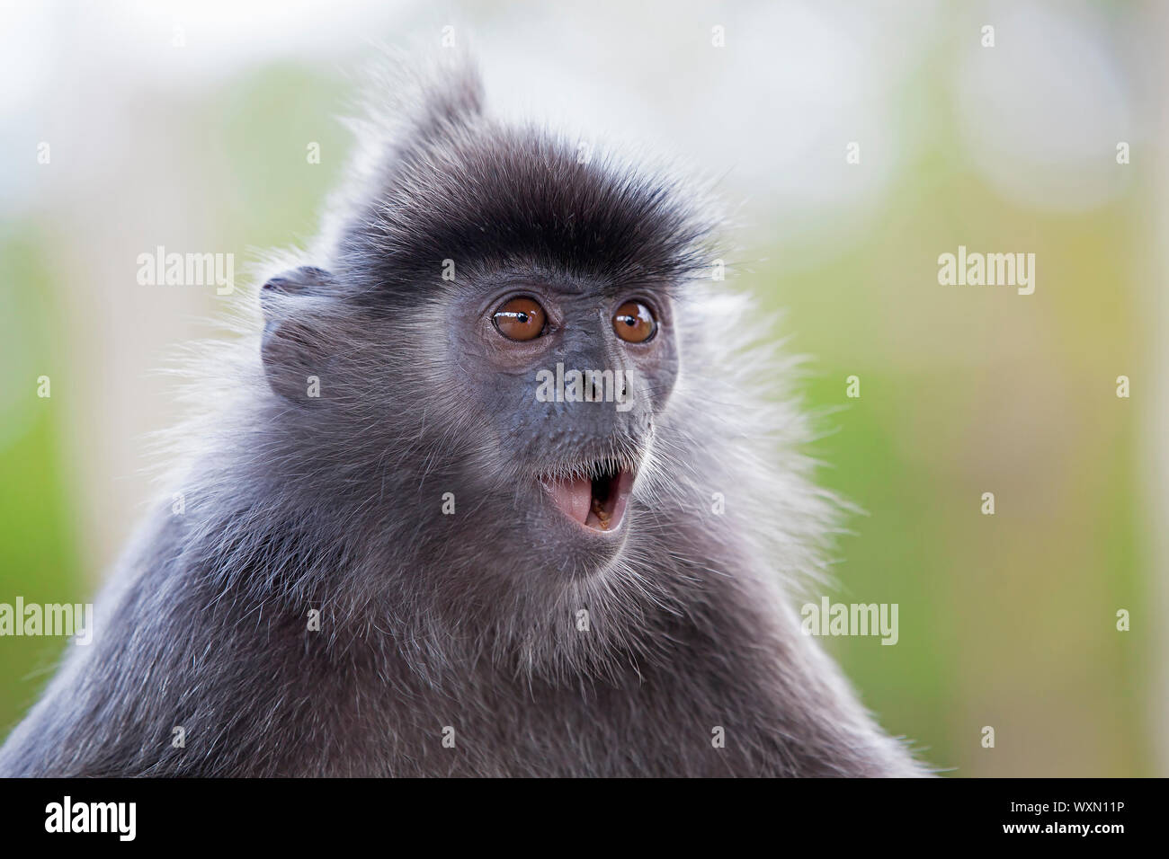 Ein Blattsilber monkey in den Mangroven von Borneo Stockfoto