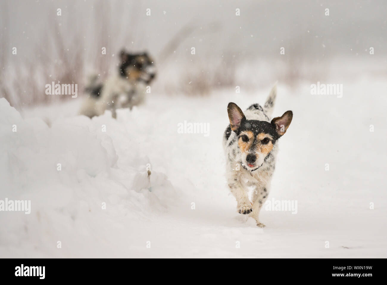 Jack Russell Terrier Hund im Schnee. lustige Hunde vor schneebedeckten Hintergrund ausgeführt werden Stockfoto