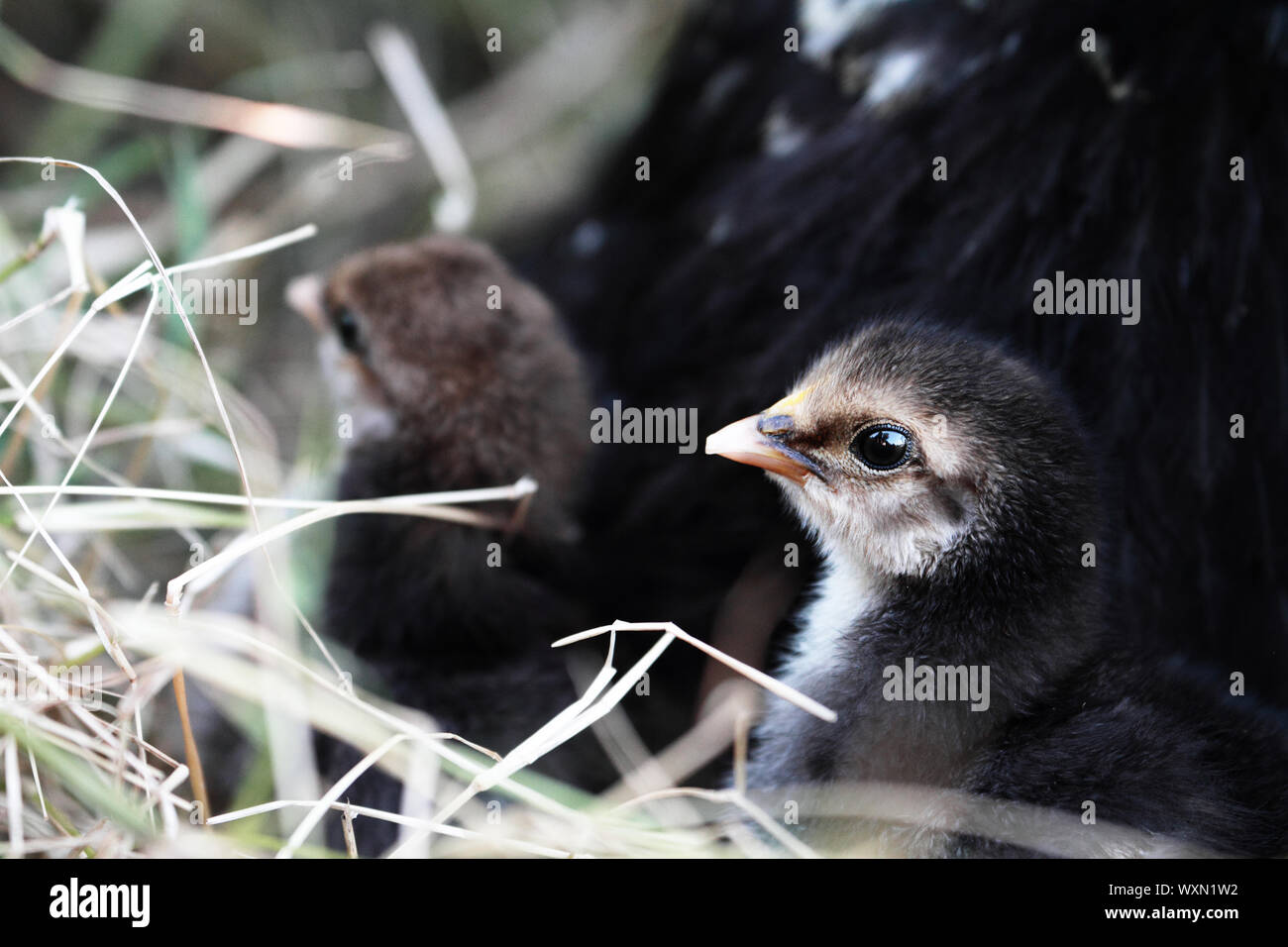 Cochin Küken zusammengekauert neben ihrer Mutter. Extrem flache Tiefenschärfe mit selektiven Fokus auf erste kleine Küken Gesicht. Stockfoto