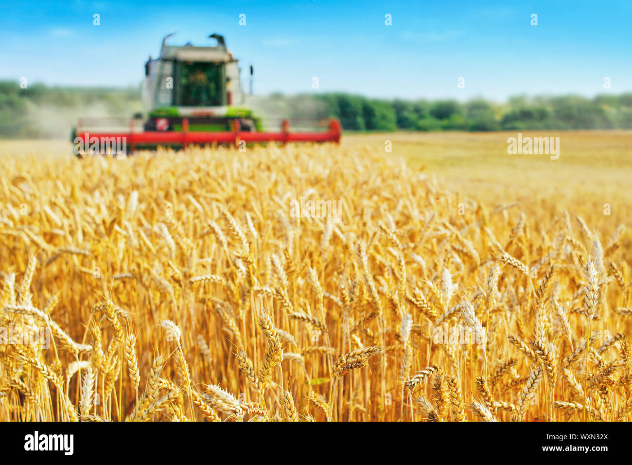 Mähdrescher ernten reifen Weizen. Reife Ähren gold Feld auf den Sonnenuntergang bewölkt orange Himmel Hintergrund. . Konzept für eine reiche Ernte. Landwirtschaft im Stockfoto