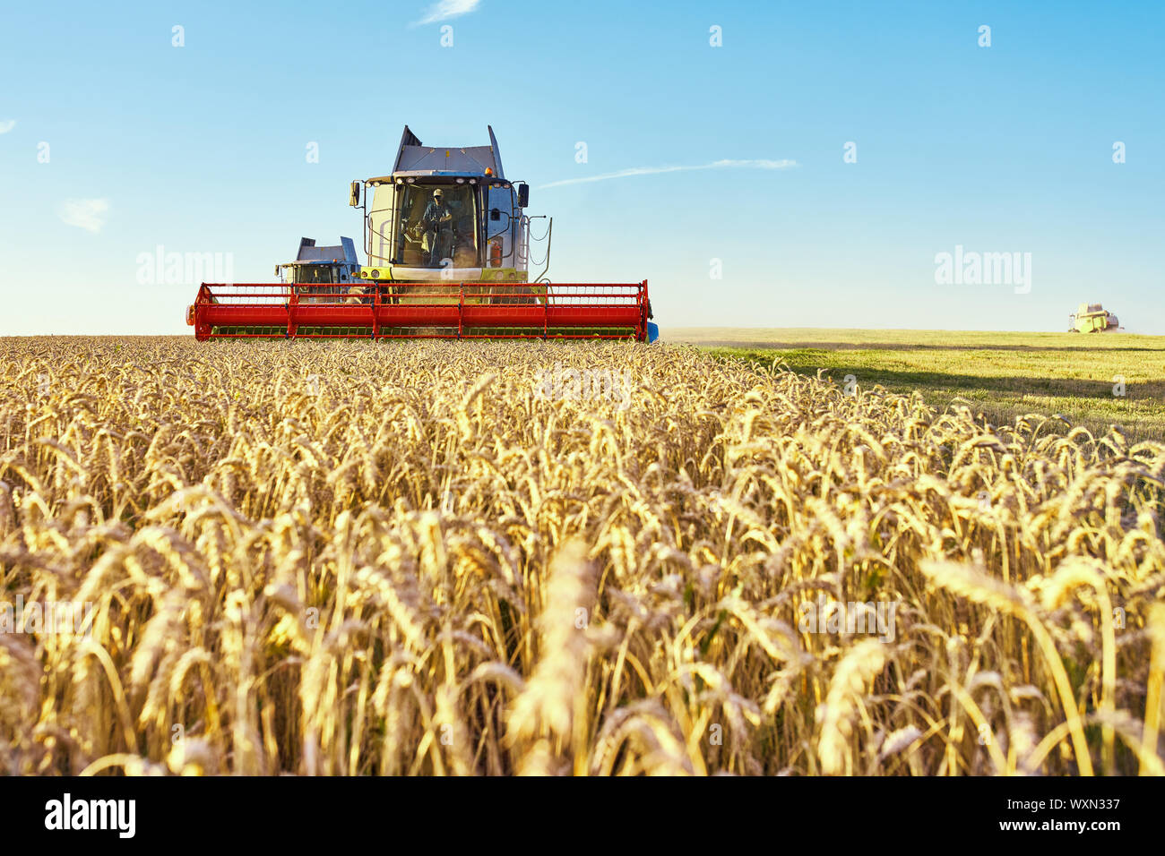Mähdrescher ernten reifen Weizen. Reife Ähren gold Feld auf den Sonnenuntergang bewölkt orange Himmel Hintergrund. . Konzept für eine reiche Ernte. Landwirtschaft im Stockfoto