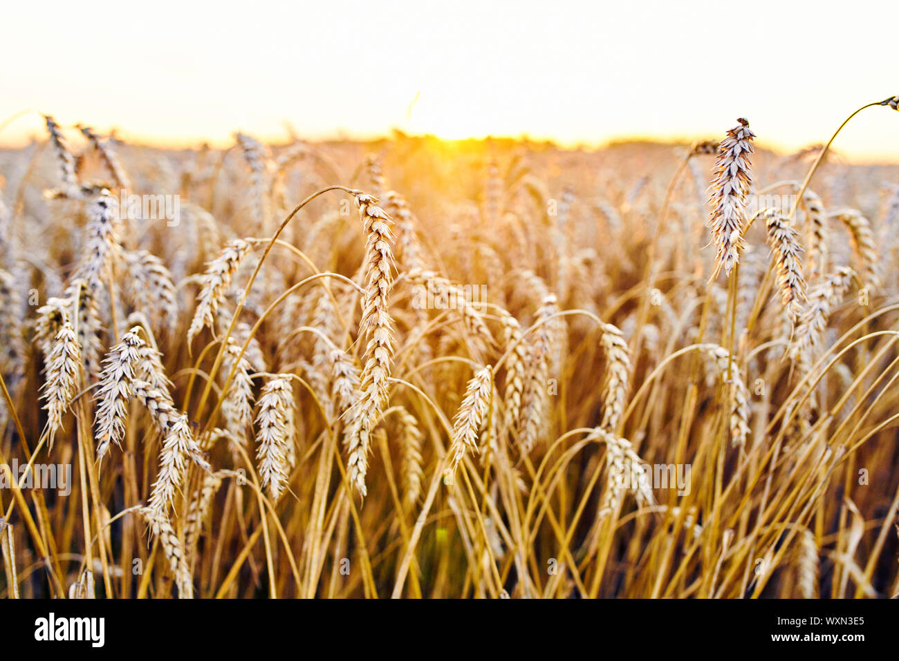 Mähdrescher ernten reifen Weizen. Reife Ähren gold Feld auf den Sonnenuntergang bewölkt orange Himmel Hintergrund. . Konzept für eine reiche Ernte. Landwirtschaft im Stockfoto