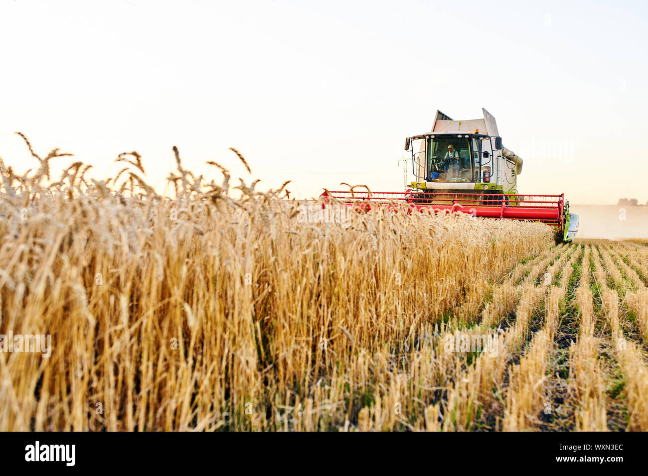 Mähdrescher ernten reifen Weizen. Reife Ähren gold Feld auf den Sonnenuntergang bewölkt orange Himmel Hintergrund. . Konzept für eine reiche Ernte. Landwirtschaft im Stockfoto