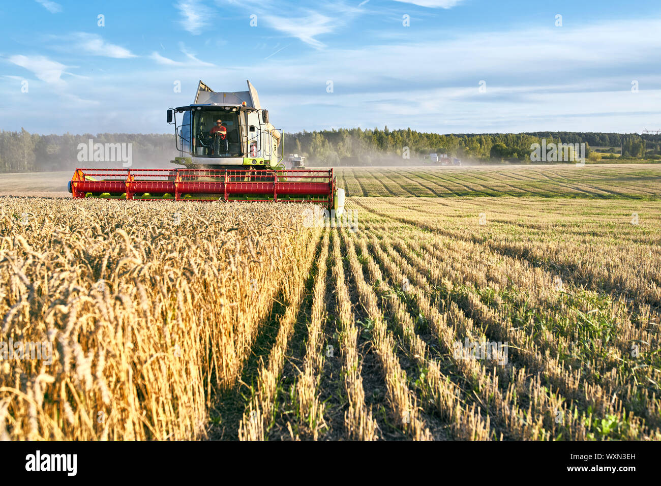 Mähdrescher ernten reifen Weizen. Reife Ähren gold Feld auf den Sonnenuntergang bewölkt orange Himmel Hintergrund. . Konzept für eine reiche Ernte. Landwirtschaft im Stockfoto