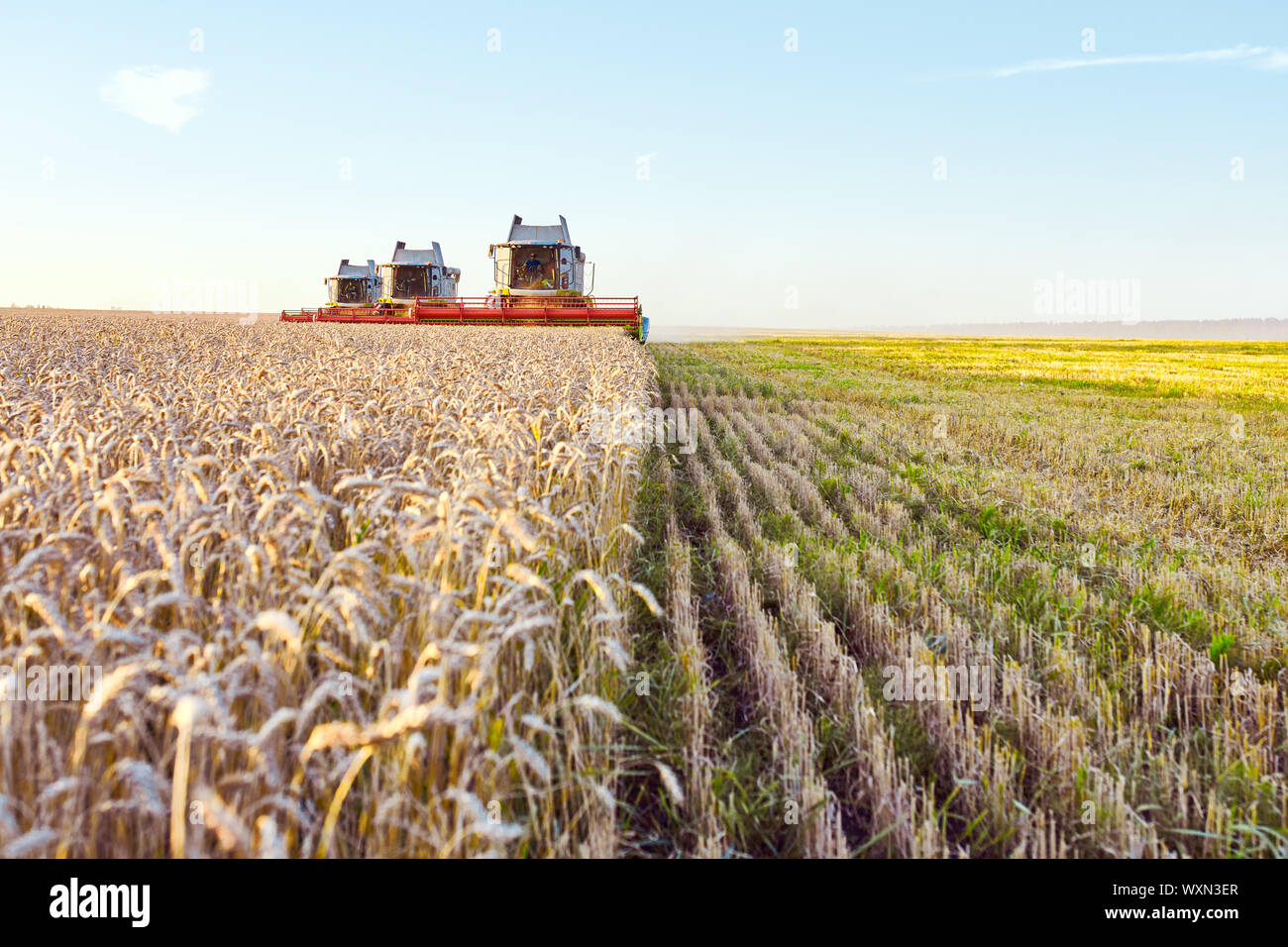 Mähdrescher ernten reifen Weizen. Reife Ähren gold Feld auf den Sonnenuntergang bewölkt orange Himmel Hintergrund. . Konzept für eine reiche Ernte. Landwirtschaft im Stockfoto