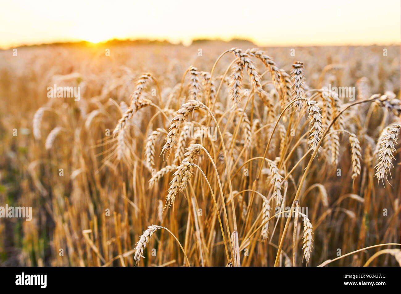 Mähdrescher ernten reifen Weizen. Reife Ähren gold Feld auf den Sonnenuntergang bewölkt orange Himmel Hintergrund. . Konzept für eine reiche Ernte. Landwirtschaft im Stockfoto