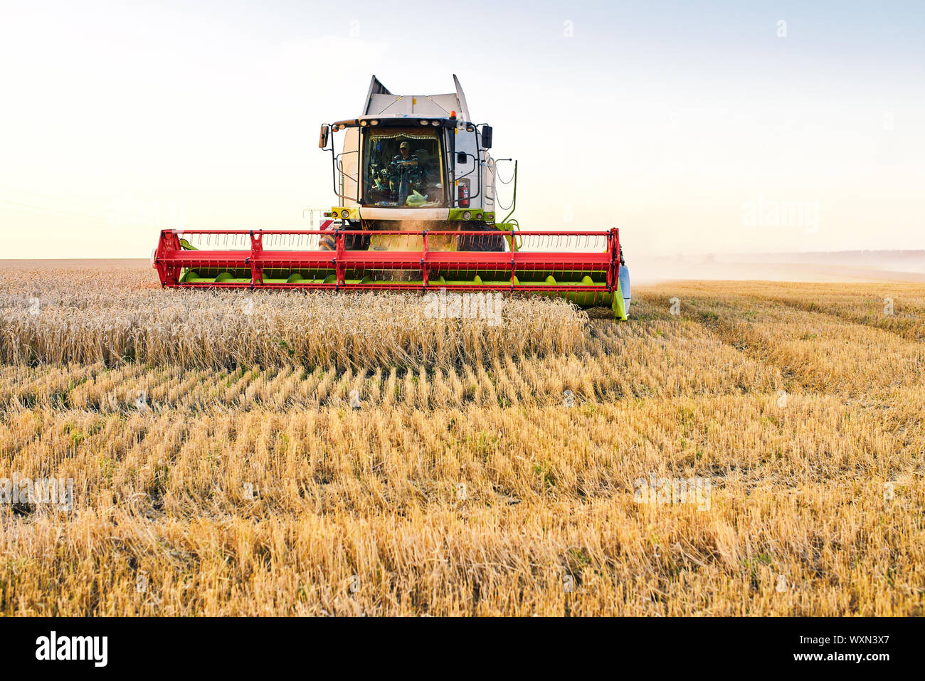 Mähdrescher ernten reifen Weizen. Reife Ähren gold Feld auf den Sonnenuntergang bewölkt orange Himmel Hintergrund. . Konzept für eine reiche Ernte. Landwirtschaft im Stockfoto