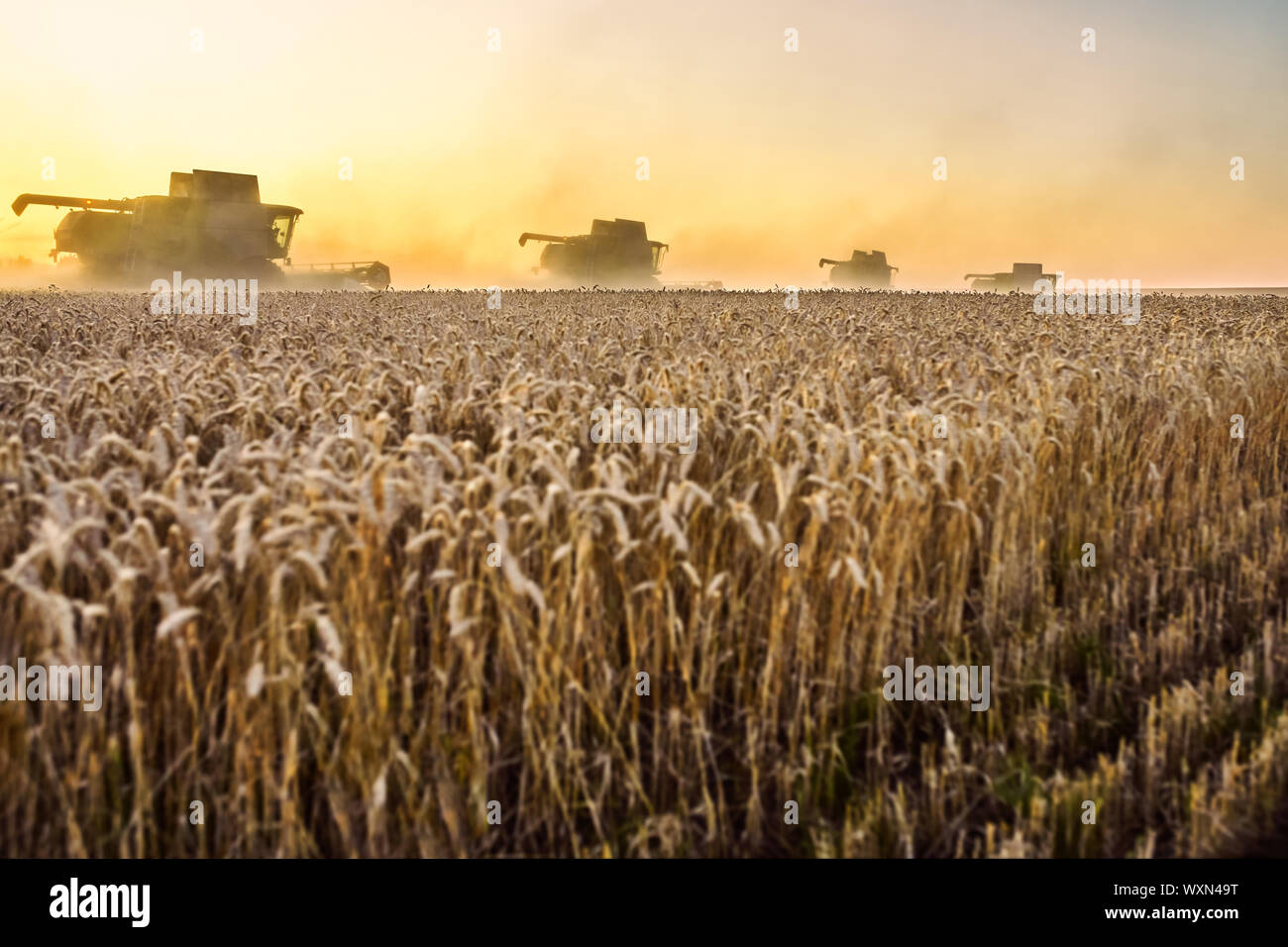 Mähdrescher ernten reifen Weizen. Reife Ähren gold Feld auf den Sonnenuntergang bewölkt orange Himmel Hintergrund. . Konzept für eine reiche Ernte. Landwirtschaft im Stockfoto