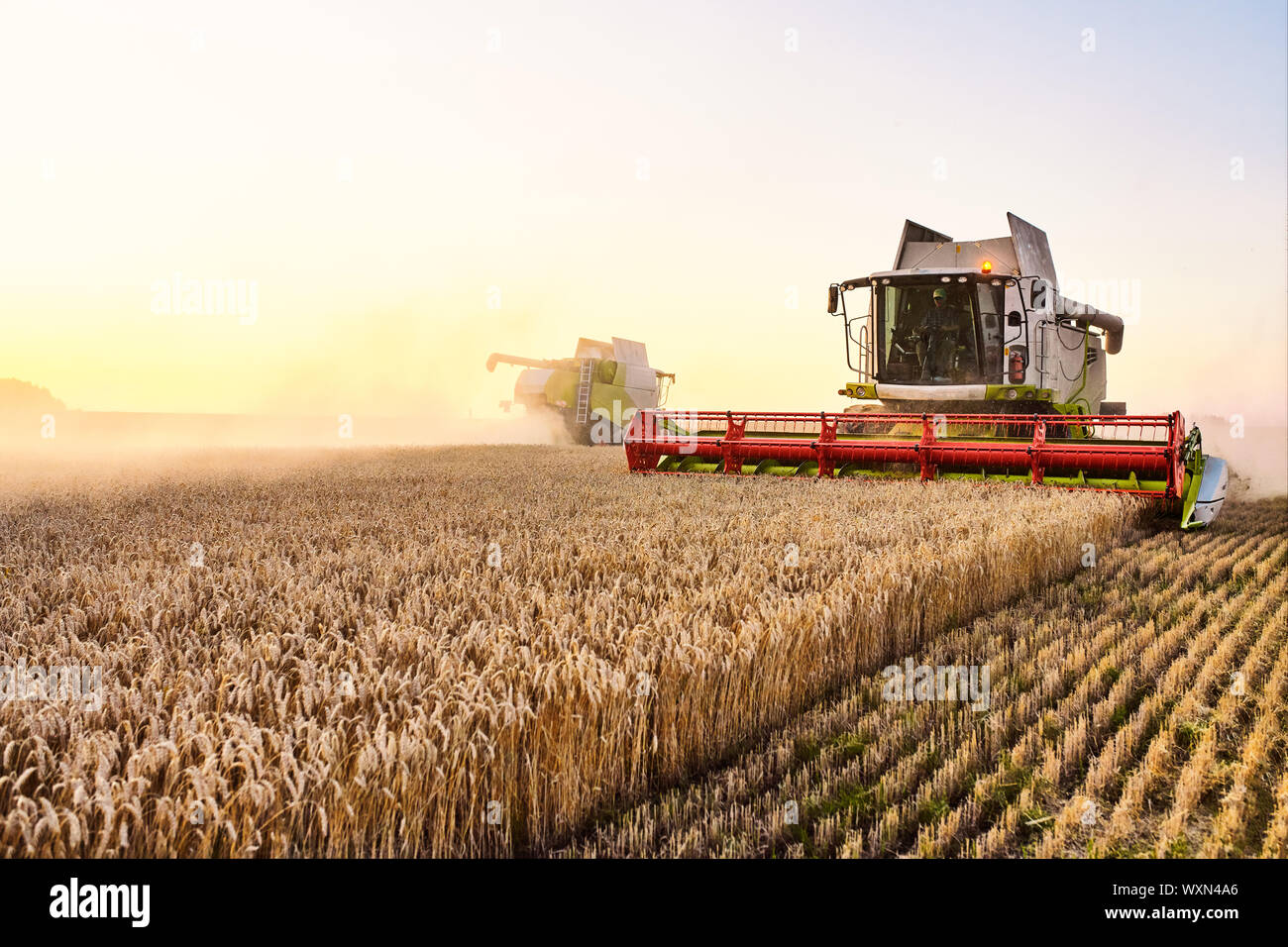 Mähdrescher ernten reifen Weizen. Reife Ähren gold Feld auf den Sonnenuntergang bewölkt orange Himmel Hintergrund. . Konzept für eine reiche Ernte. Landwirtschaft im Stockfoto