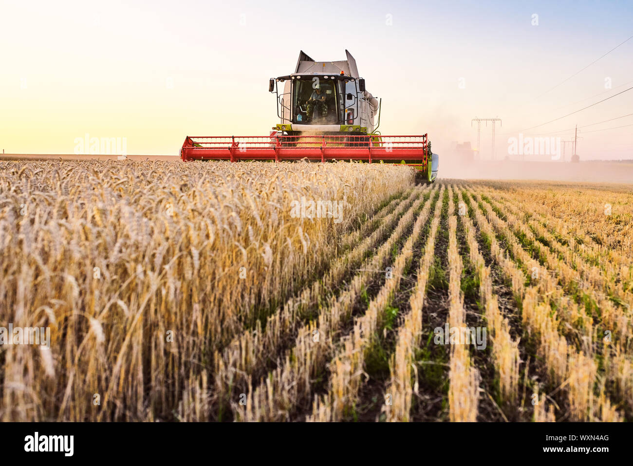 Mähdrescher ernten reifen Weizen. Reife Ähren gold Feld auf den Sonnenuntergang bewölkt orange Himmel Hintergrund. . Konzept für eine reiche Ernte. Landwirtschaft im Stockfoto