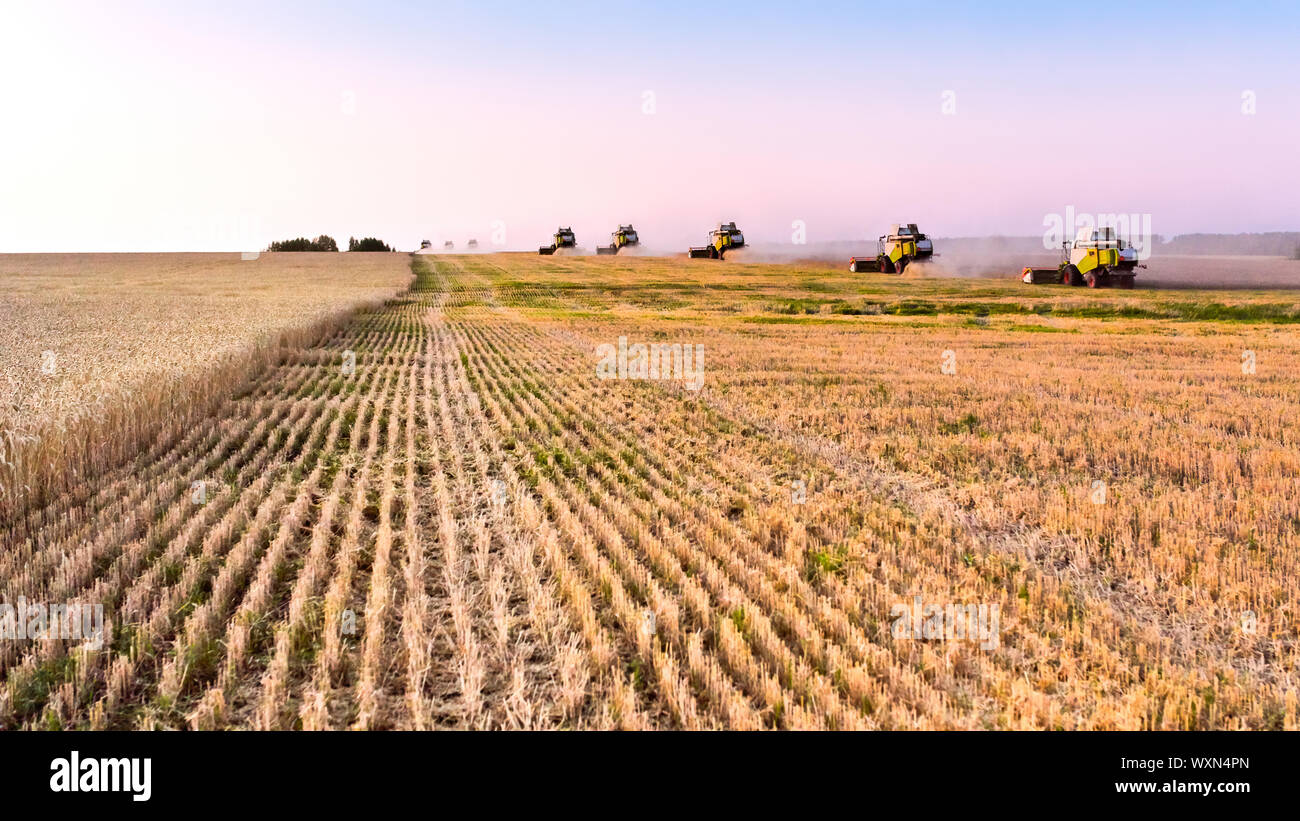 Mähdrescher ernten reifen Weizen. Reife Ähren gold Feld auf den Sonnenuntergang bewölkt orange Himmel Hintergrund. . Konzept für eine reiche Ernte. Landwirtschaft im Stockfoto