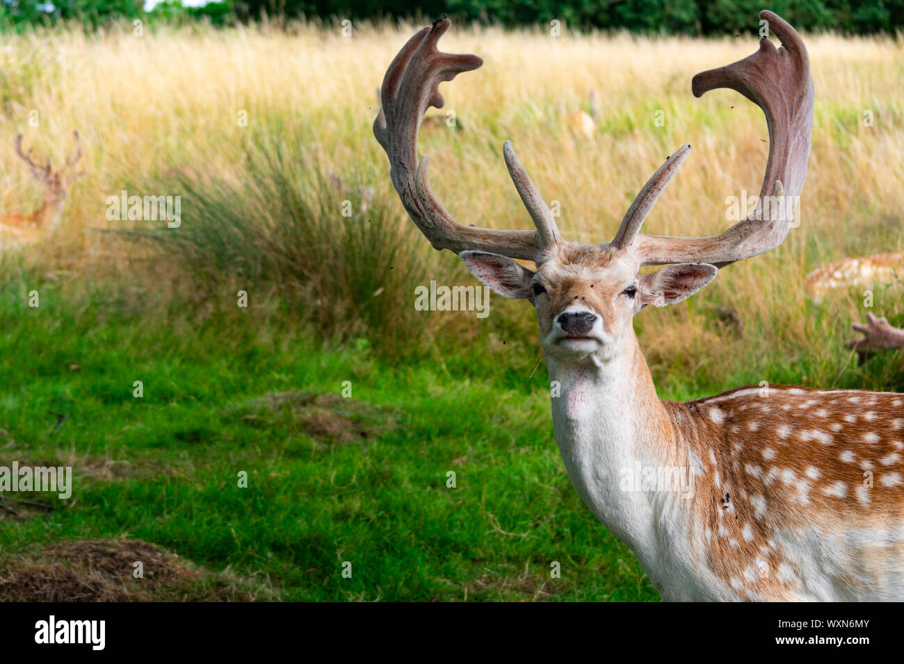Reh im Richmond Park Stockfoto