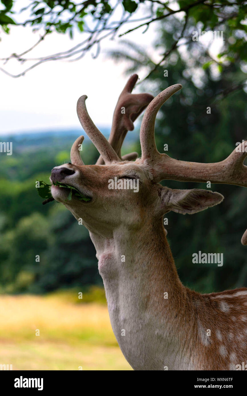 Reh im Richmond Park Stockfoto