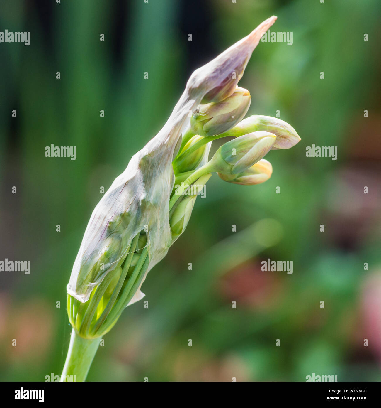 Eine Makroaufnahme der Blütenknospen eines Allium siculum Anlage. Stockfoto