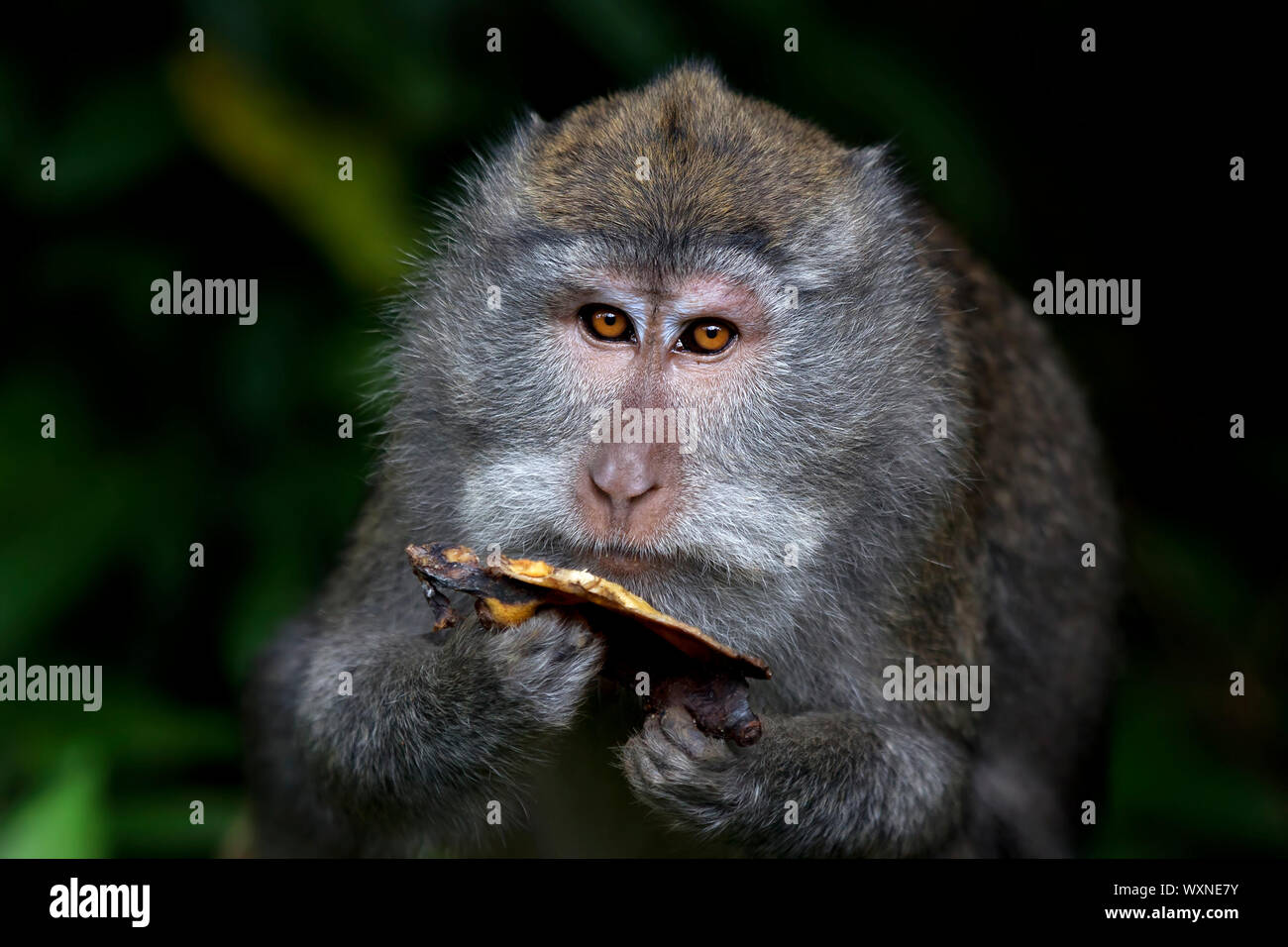Long-tailed Macaque Affen in den Affenwald in Bali Stockfoto