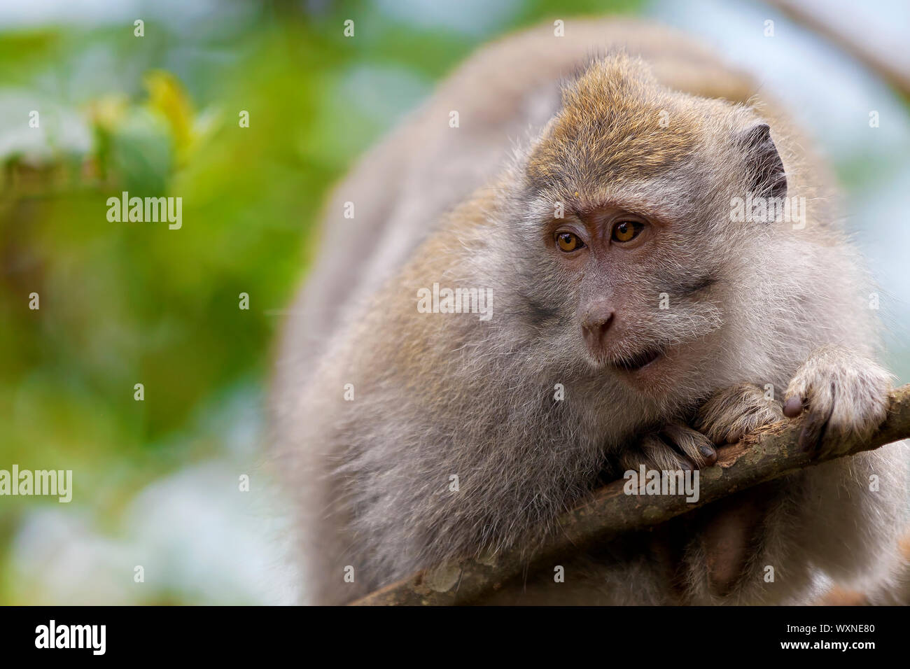 Long-tailed Macaque Affen in den Affenwald in Bali Stockfoto