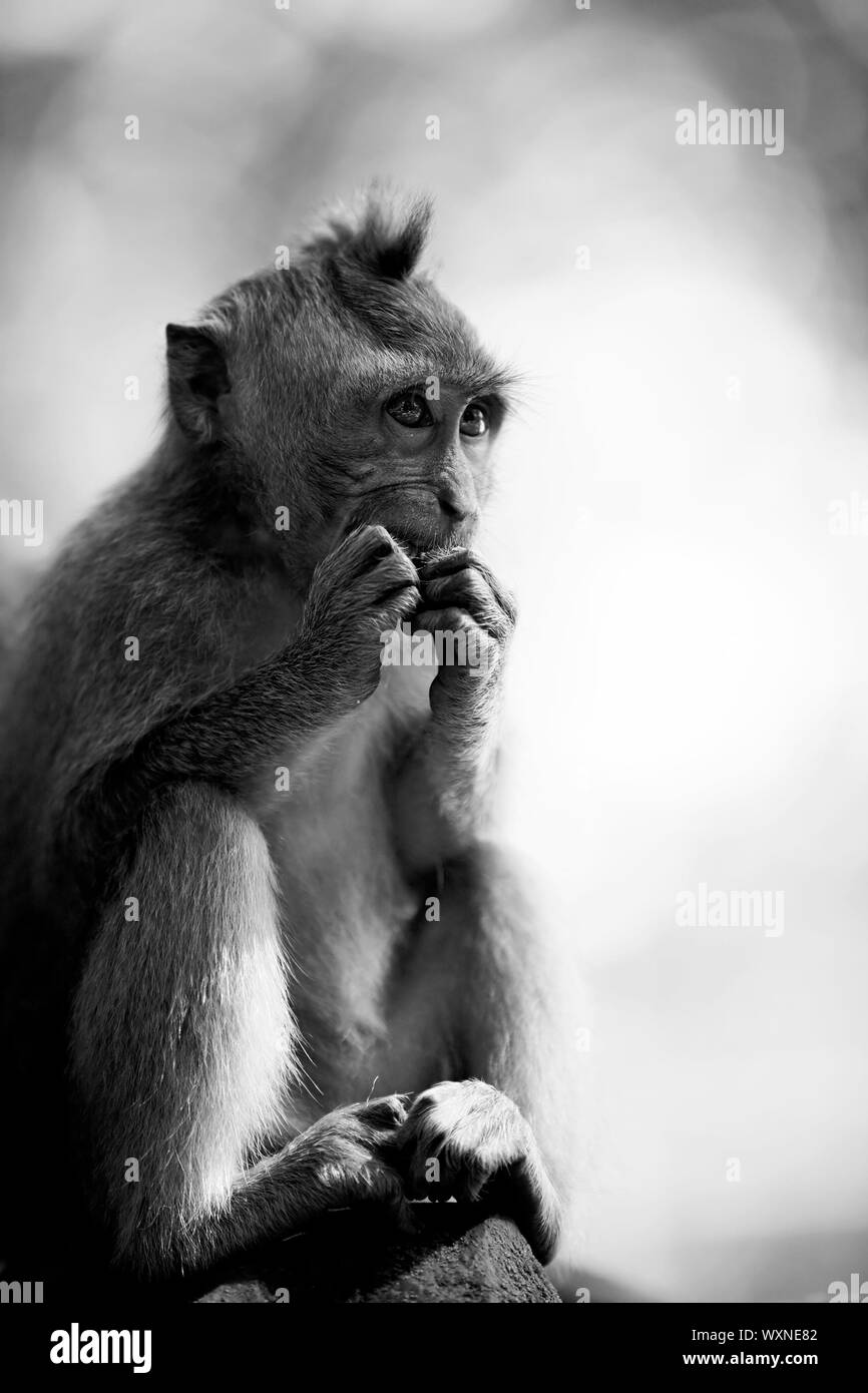 Long-tailed Macaque Affen in den Affenwald in Bali Stockfoto