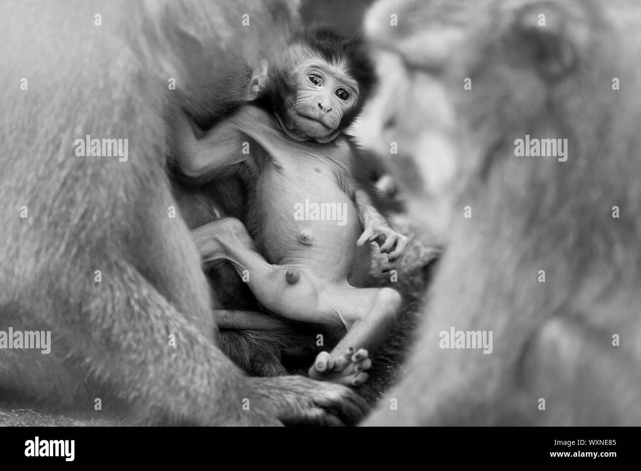 Long-tailed Macaque Affen in den Affenwald in Bali Stockfoto