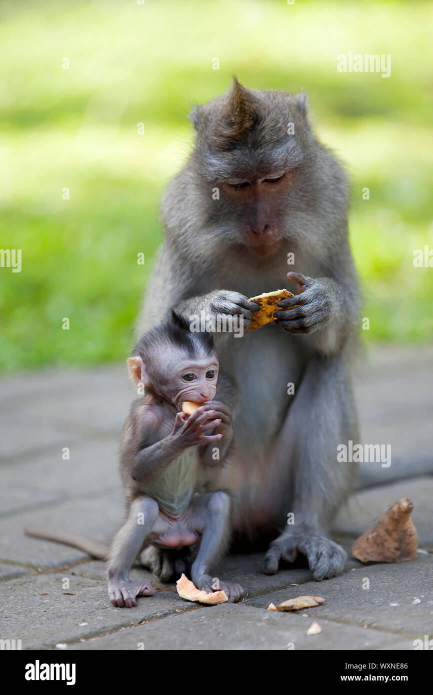Long-tailed Macaque Affen in den Affenwald in Bali Stockfoto
