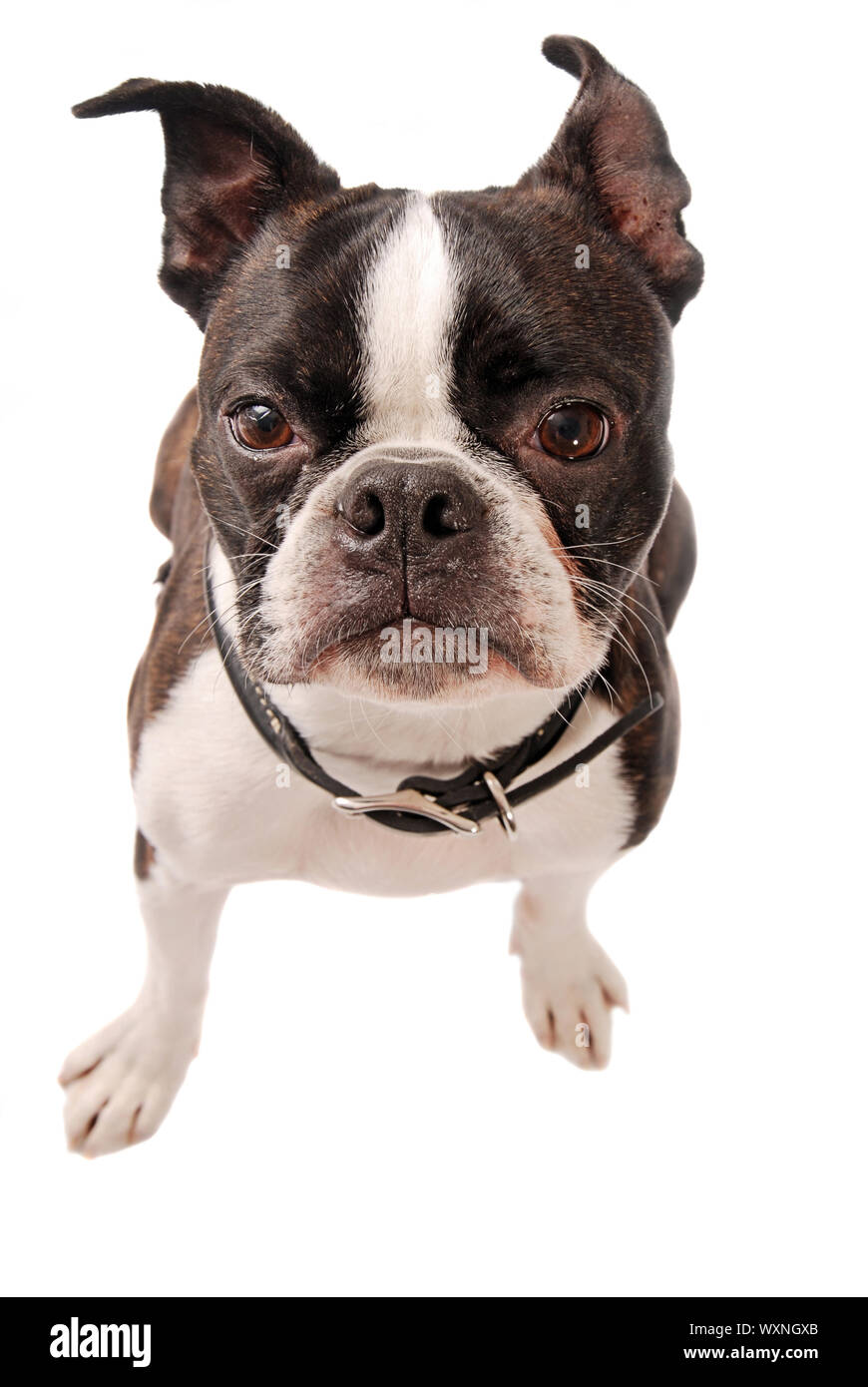 Cute Boston Terrier Hund steht auf einem weißen Hintergrund Stockfoto