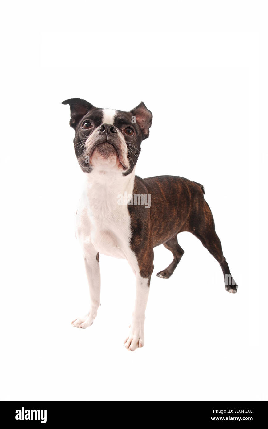Brindle Boston Terrier Hund stehen und sah auf weißem Hintergrund Stockfoto