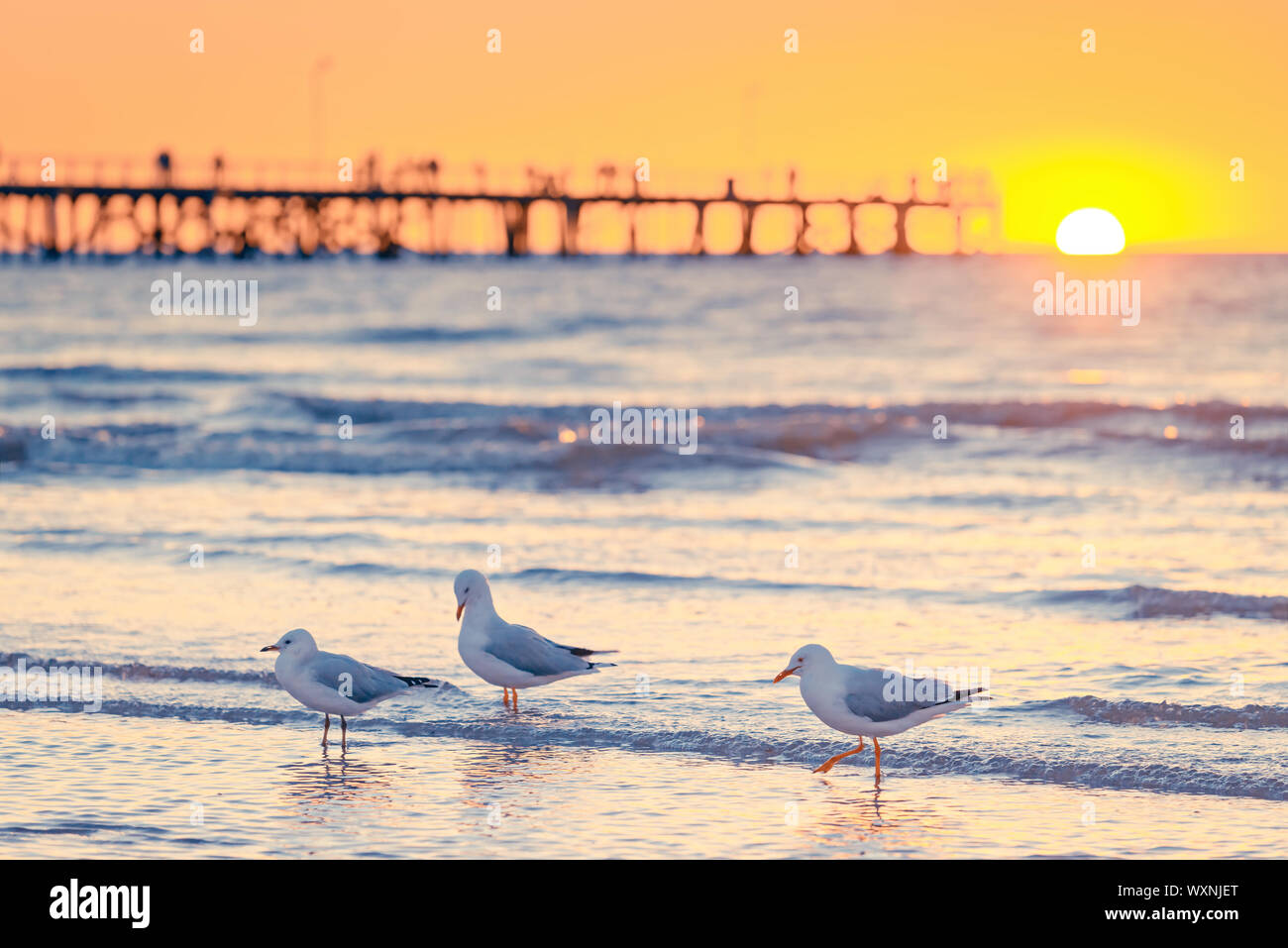 Möwen auf Semaphore Strand mit Pier auf dem Hintergrund bei Sonnenuntergang, South Australia Stockfoto