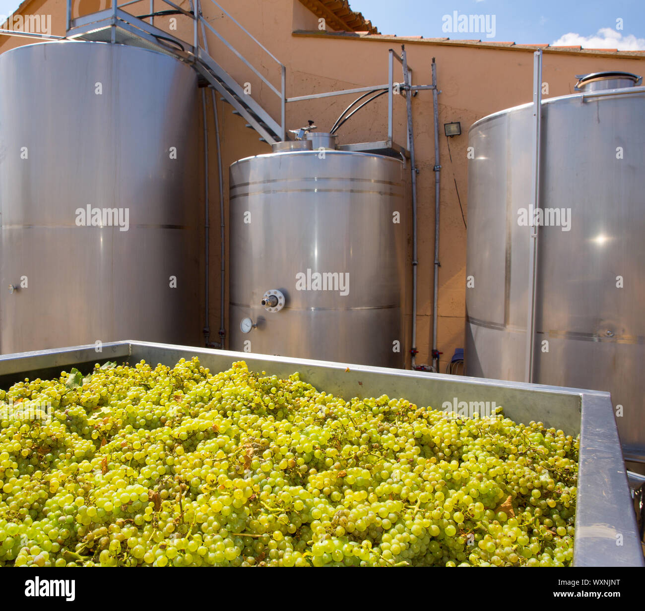 Chardonnay Wein mit Trauben und Gärung Edelstahl Panzer Schiffe Stockfoto