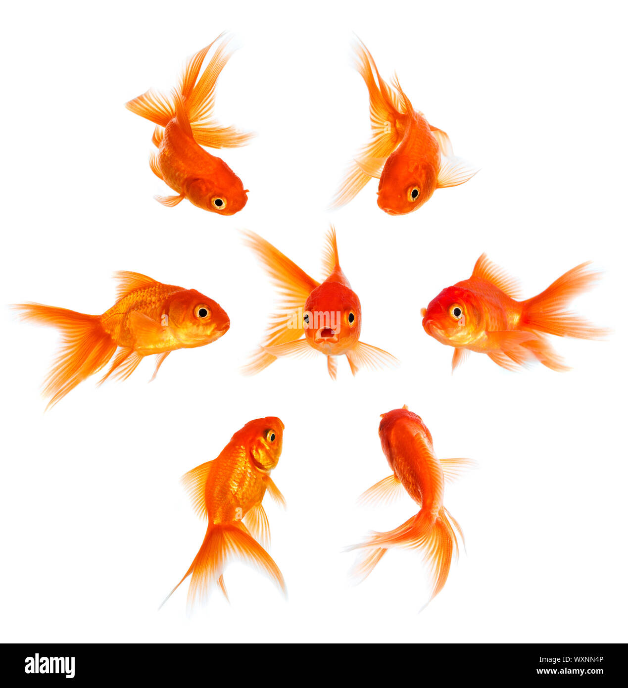 Konzept mit Goldfischen. Verurteilung und Ablehnung des Publikums. Stockfoto