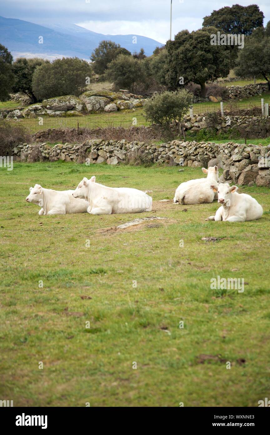 weiße Kühe hinlegen auf dem Rasen in Avila Spanien Stockfoto