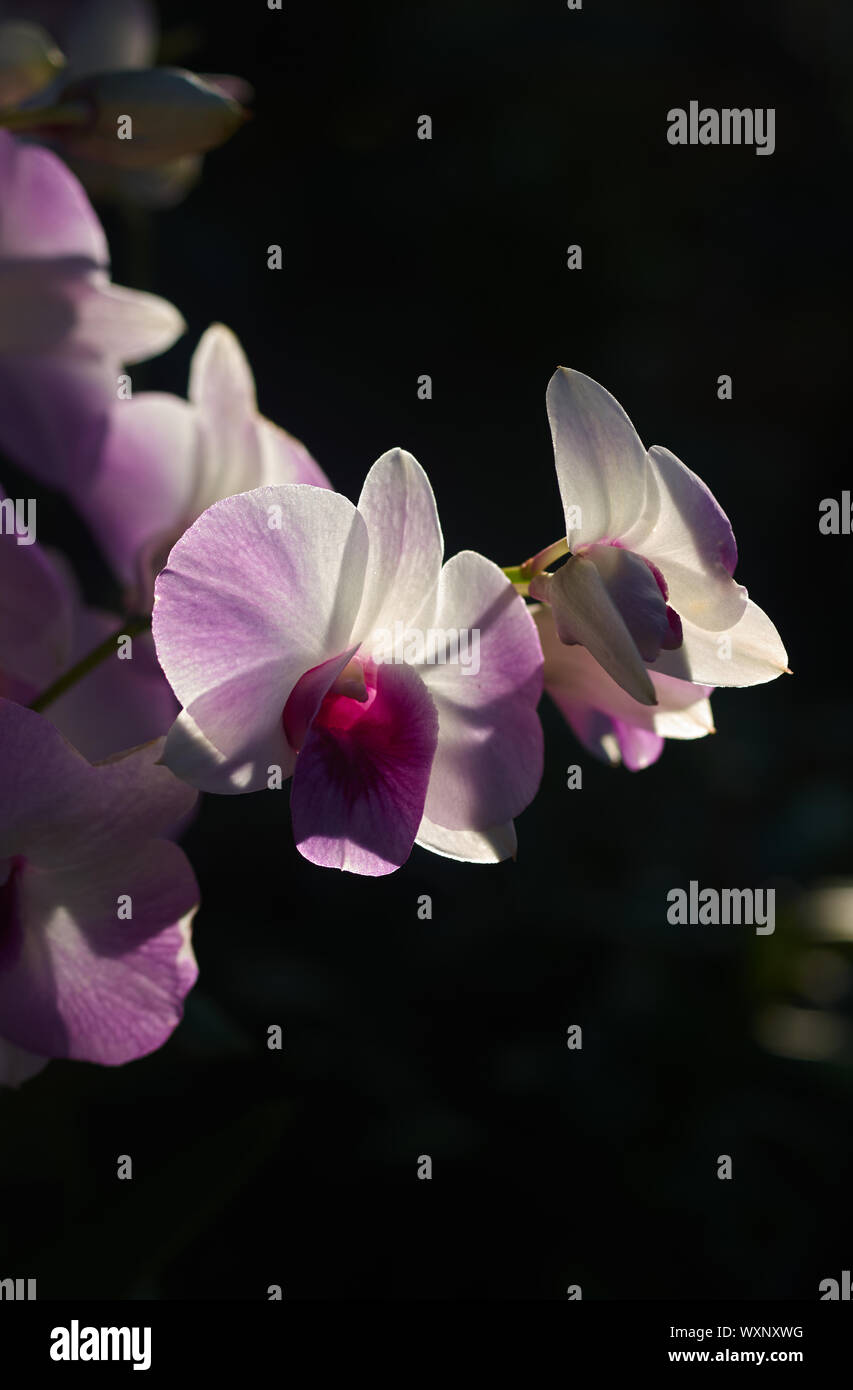 Die Orchideen im Schatten eines tropischen Garten Stockfoto
