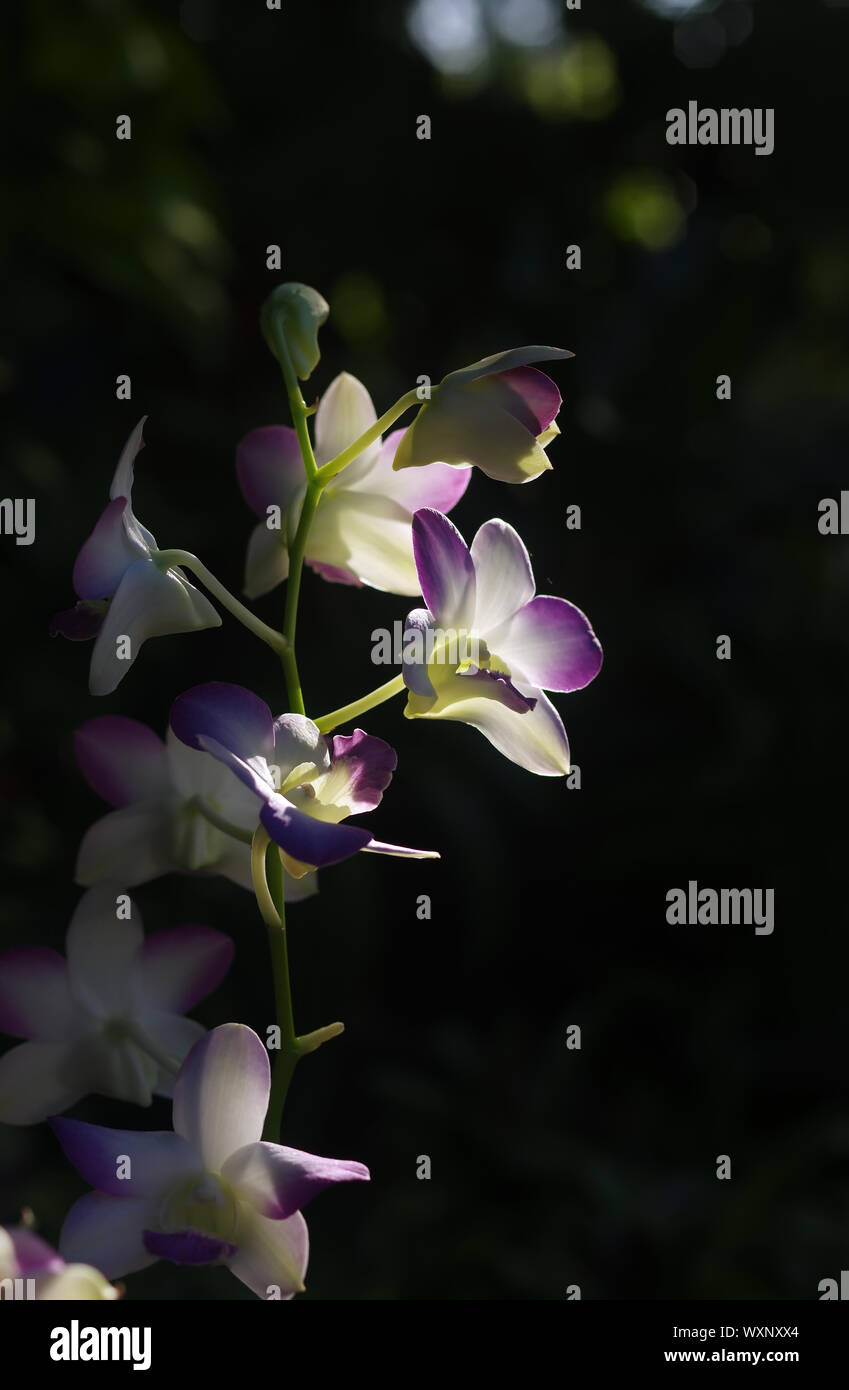 Die Orchideen im Schatten eines tropischen Garten Stockfoto