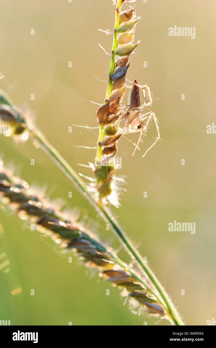 Spider hocken auf dem Rasen im warmen Abendlicht Stockfoto