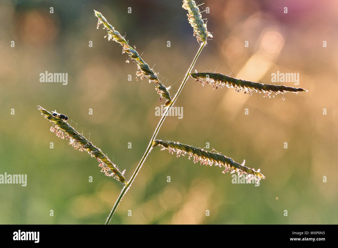 Spider hocken auf dem Rasen im warmen Abendlicht Stockfoto