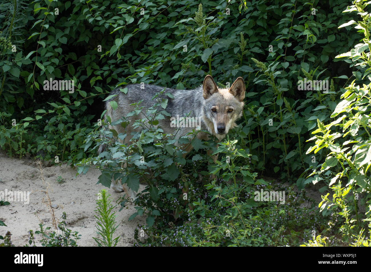 Dark Grey Wolf im Wald. Wilde Raubtier. Stockfoto