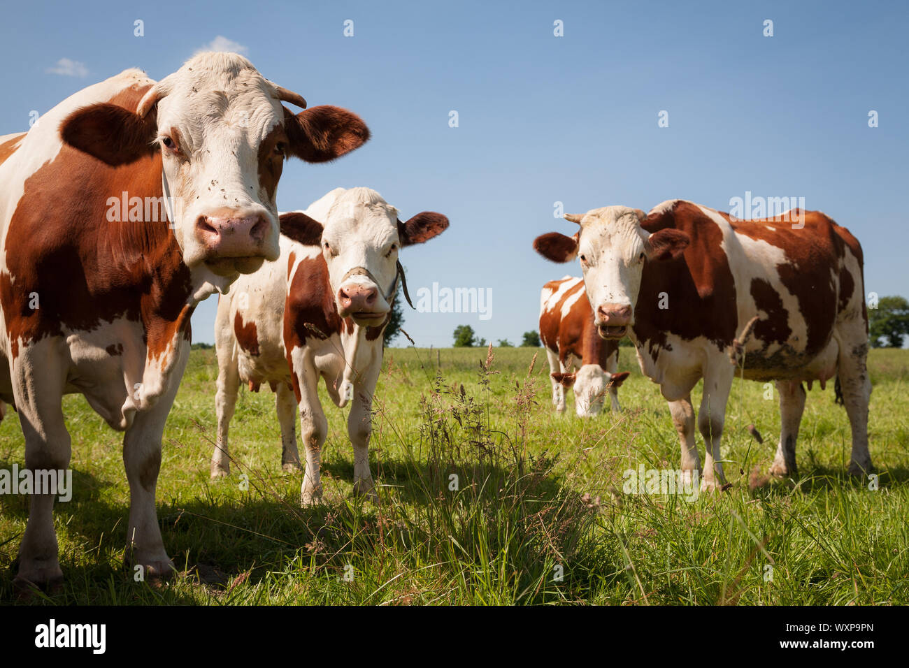 Rote Kühe auf der grünen Weide Stockfoto