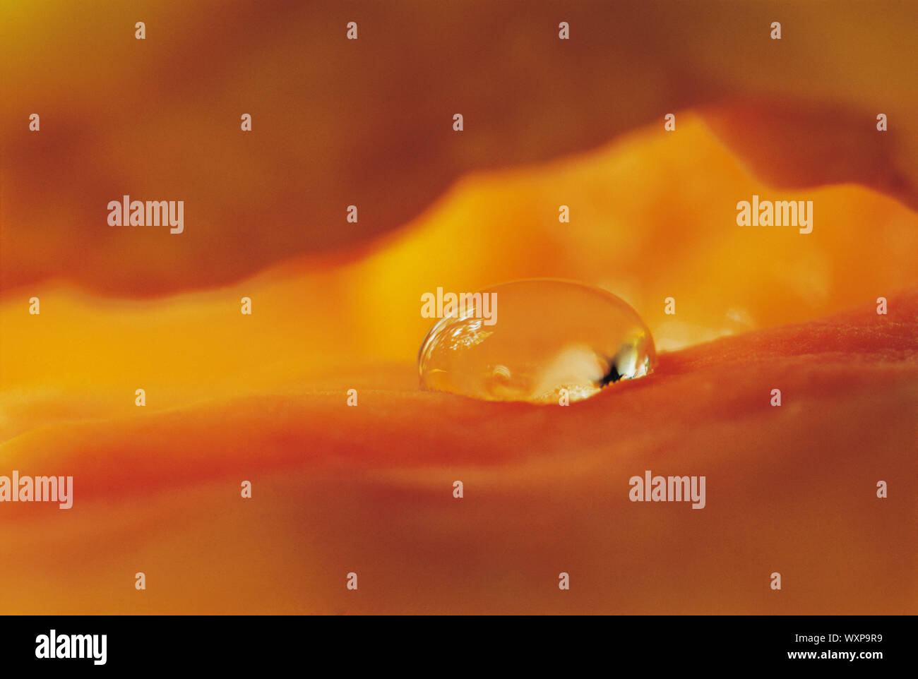 Detail der Wassertropfen auf orange Textur Stockfoto