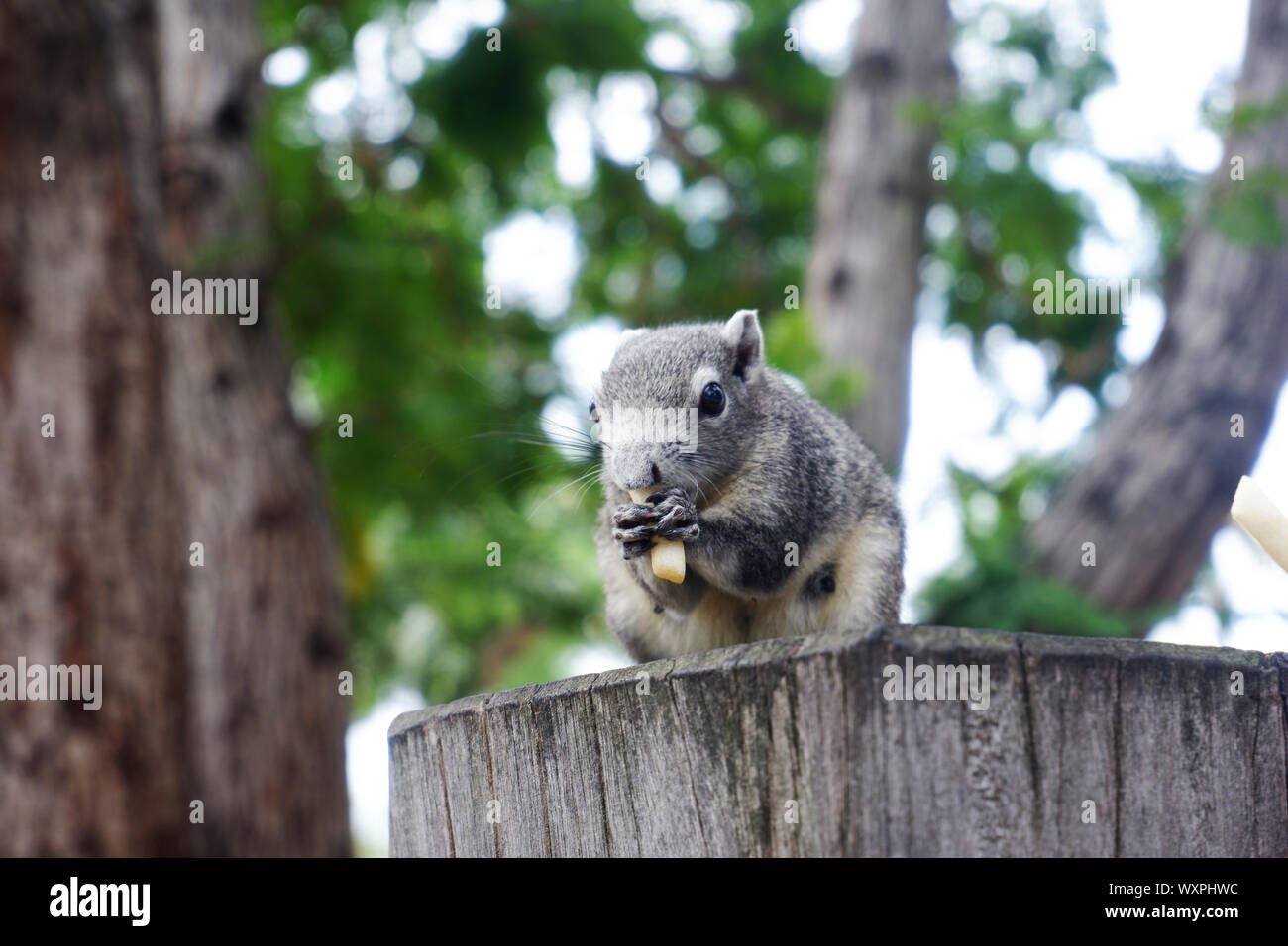 Graue Eichhörnchen essen Baumstumpf essen. Stockfoto