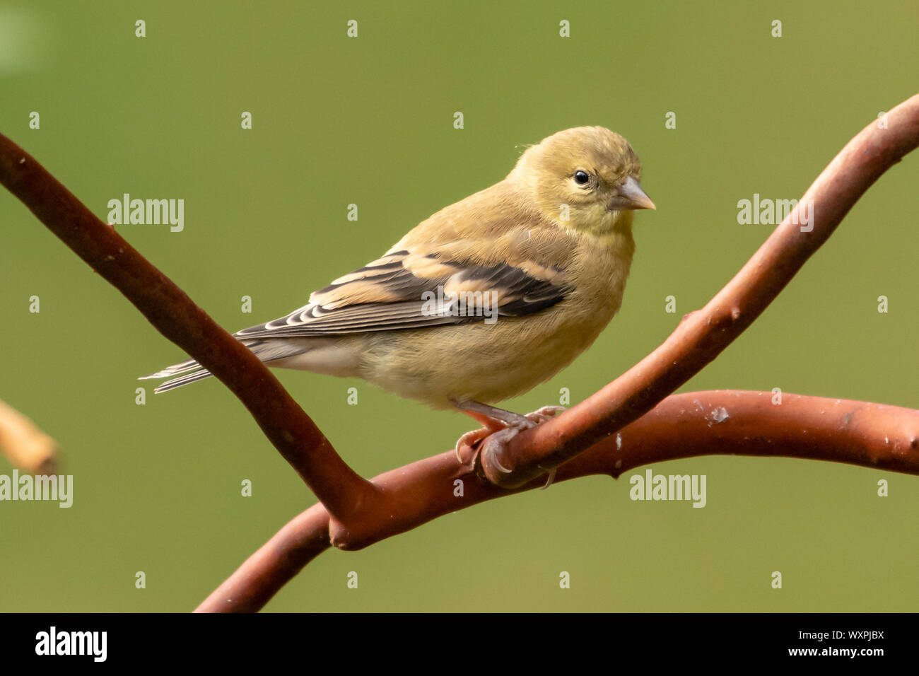 American Goldfinch auf einem Arbutus Baum, Vancouver Island, British Columbia, Kanada Stockfoto