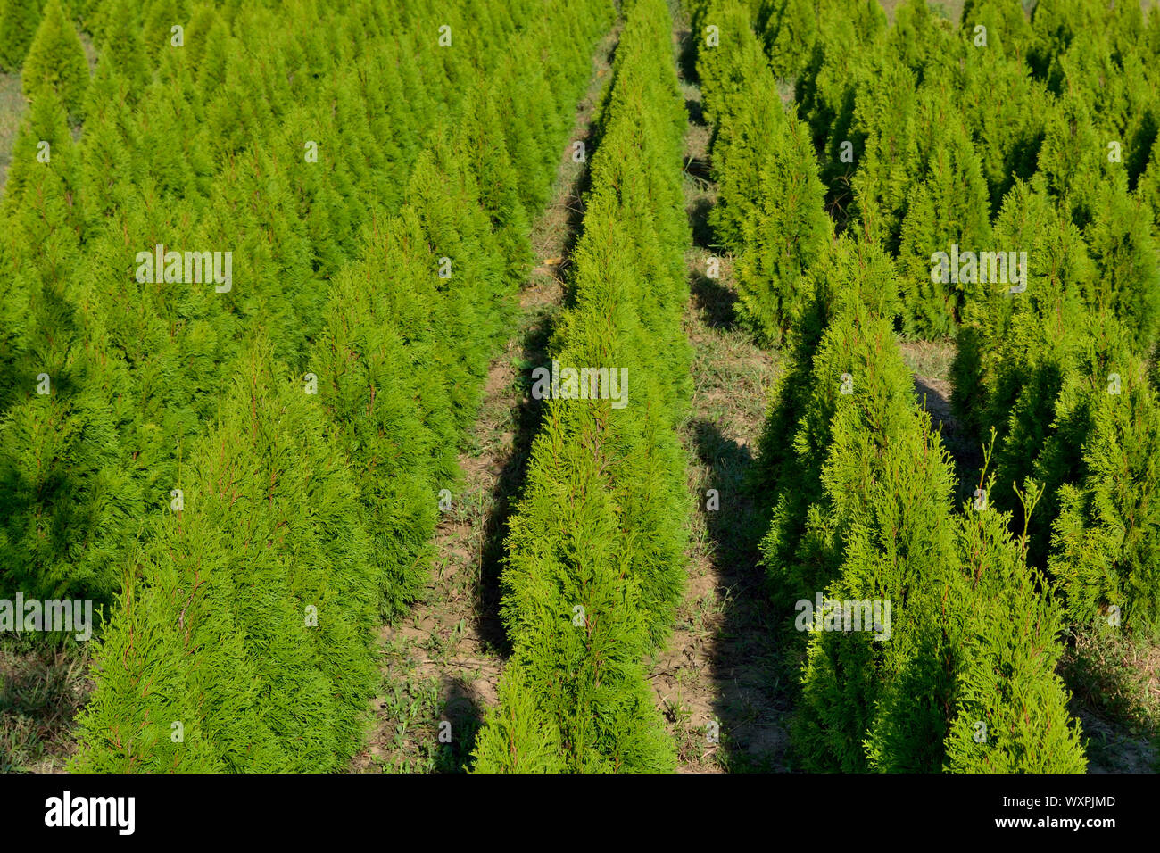 Junge Nadelbäume Sämlinge Feld, Zeder, Thuja occidentalis Stockfoto
