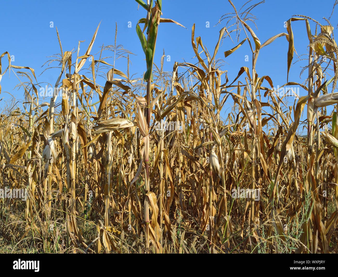 Trockene Maispflanzen und Maiskolben auf dem Feld, Zea mays, Sommertrockenheit Stockfoto