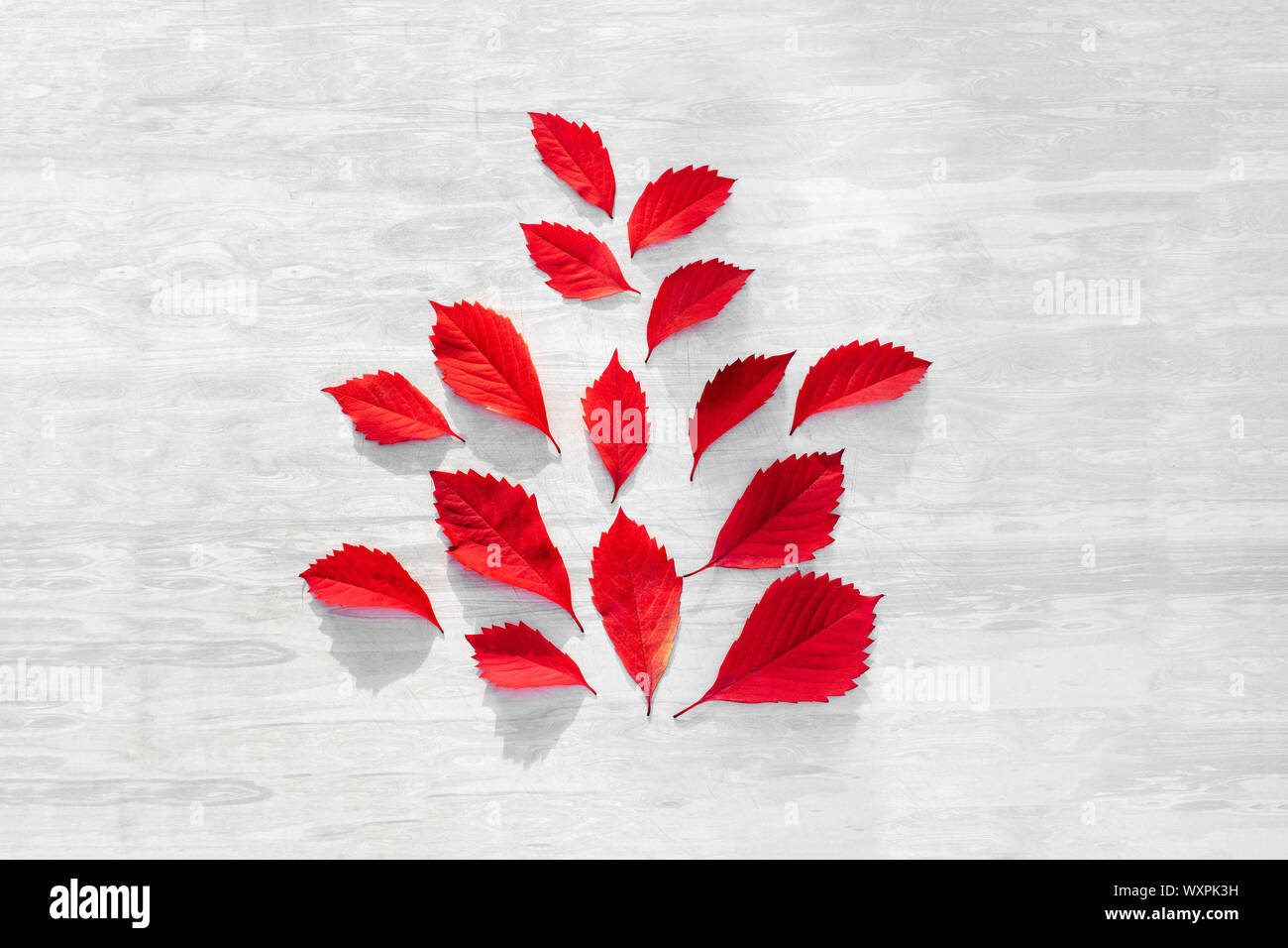 Rote Blätter der wilde Traube auf weißem Holz- Hintergrund. Flach. Stockfoto