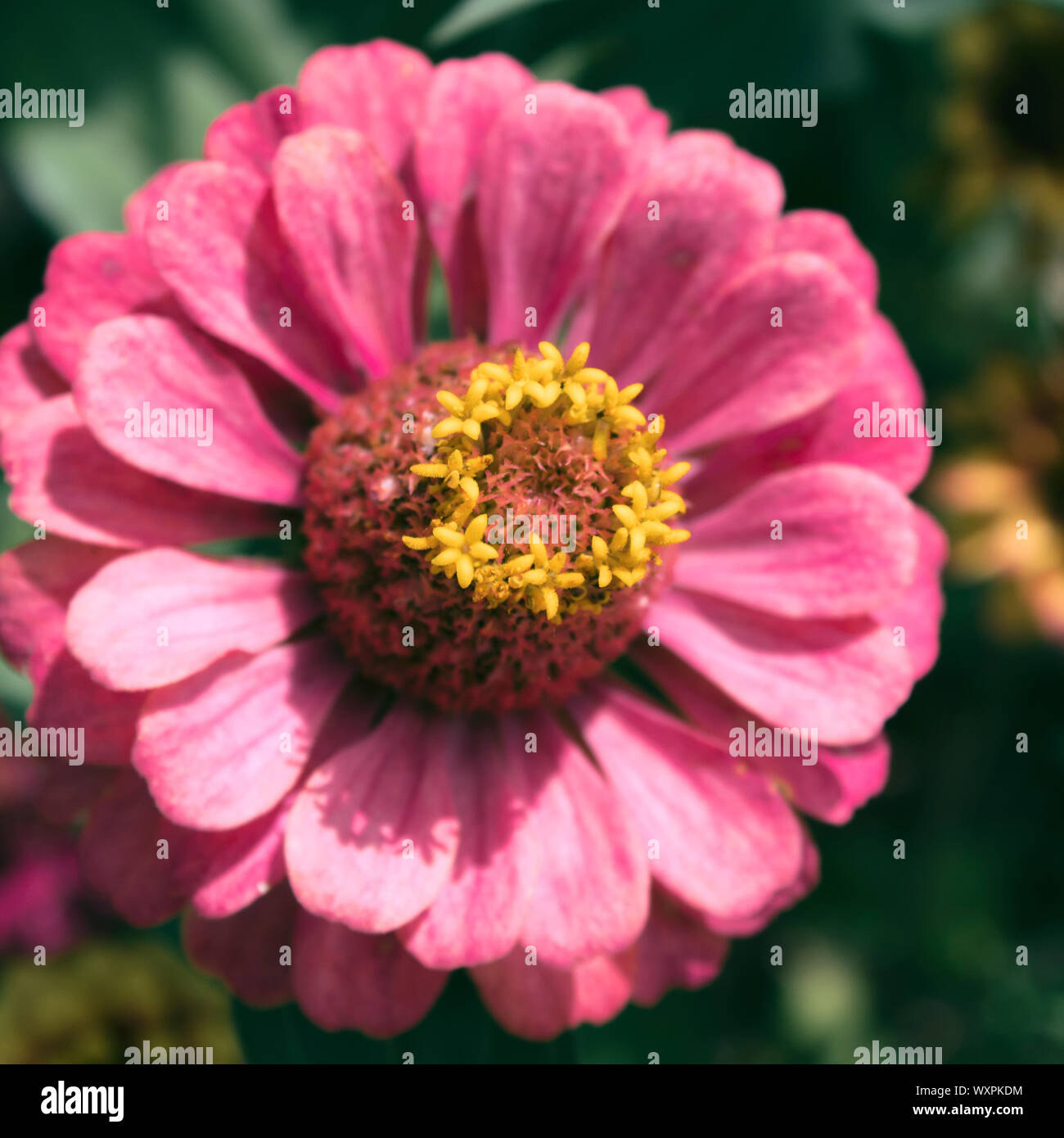 Rosa Blume. Herbstliche Blüte. Floral background. Zinnia. Stockfoto