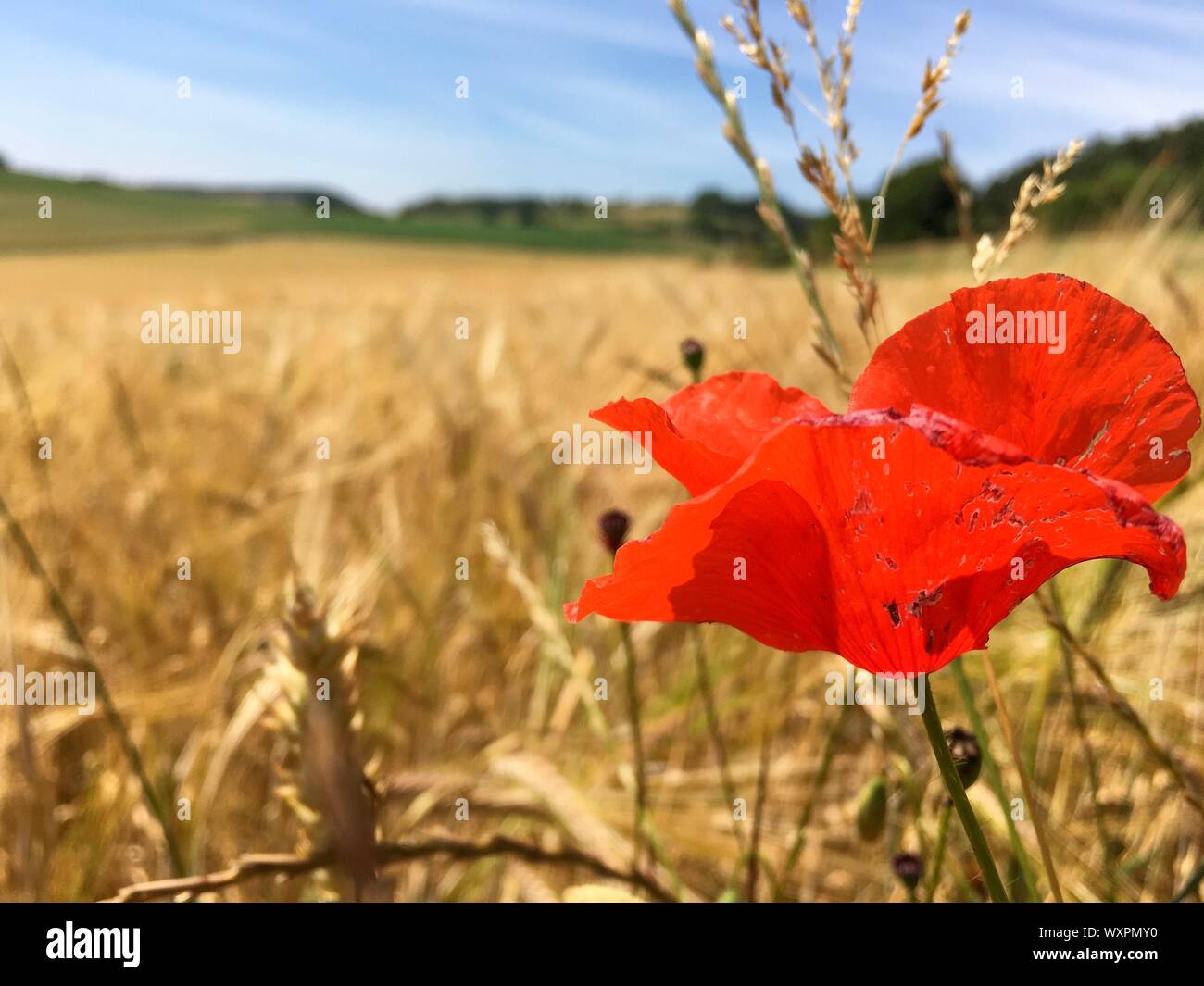 Blühende Mohnblume auf einem Weizen/Gerste/Roggen Getreidefeld in der Eifel landschaft, Deutschland in der schönen Sommer Sonnenschein Stockfoto