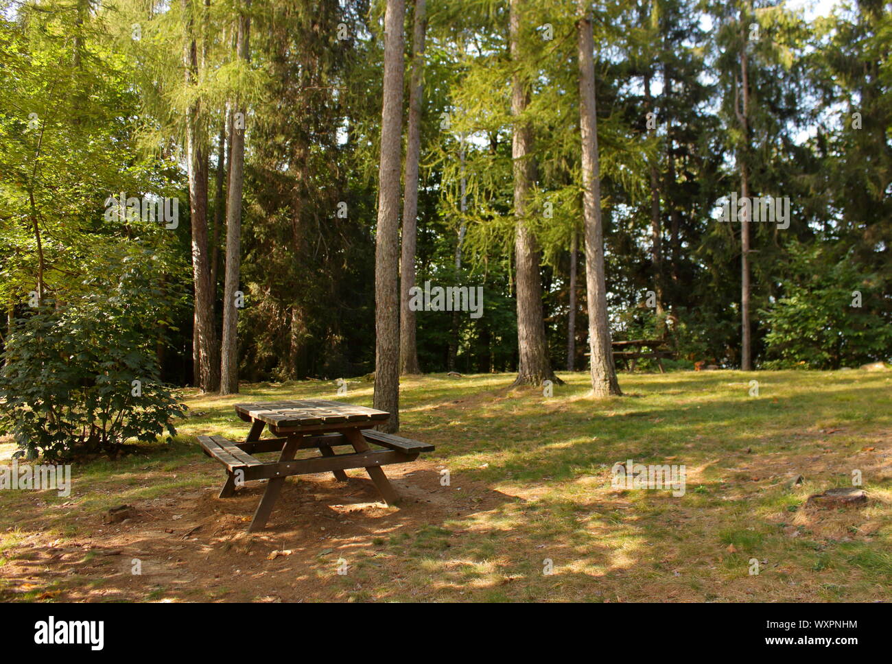 Pic-nic-Park in der Mitte der einen Nadelwald, Valchiusella, Region Piemont, Italien Stockfoto