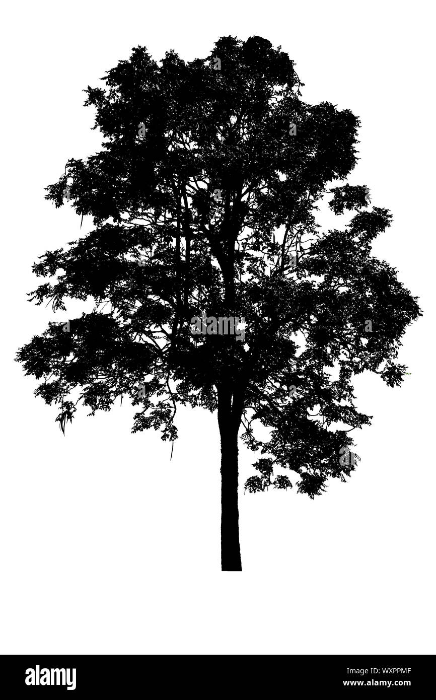 Baum Silhouetten schöne auf weißem Hintergrund Stockfoto
