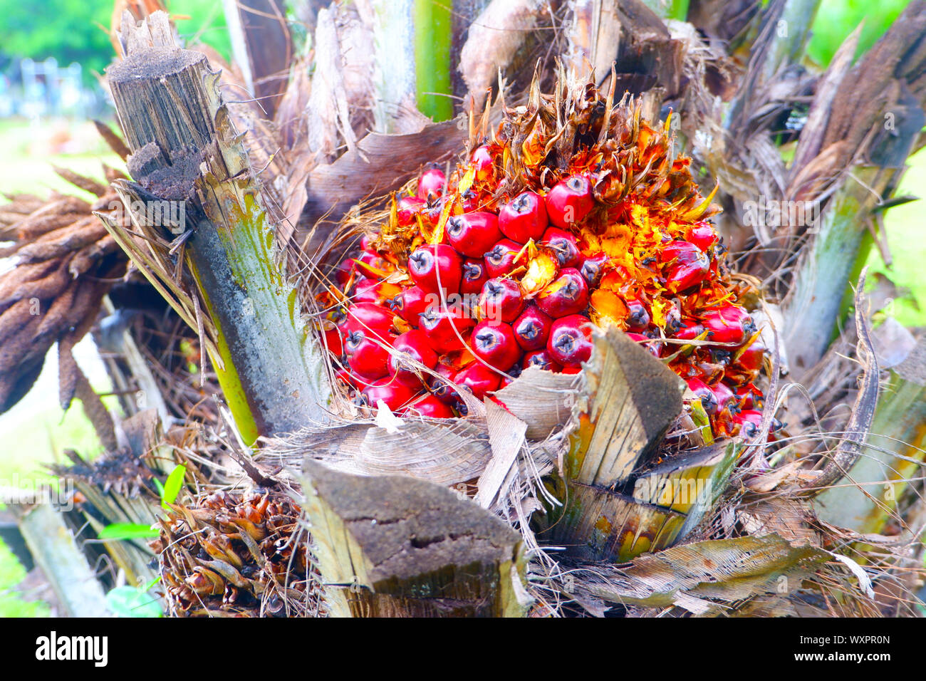 Frische Palmöl aus Palm Garden, Werk Stockfoto