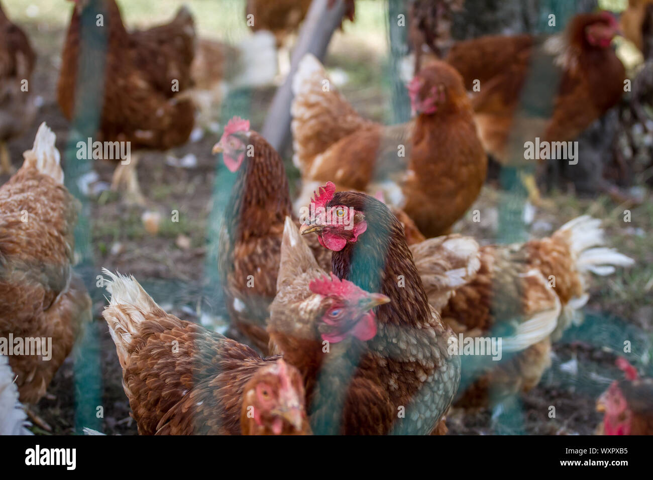 Eine Herde von Braun freie Strecke Eiablage Huhn Hühner, hinter einem Zaun Stockfoto